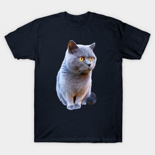 British Shorthair Cat Blue T-Shirt